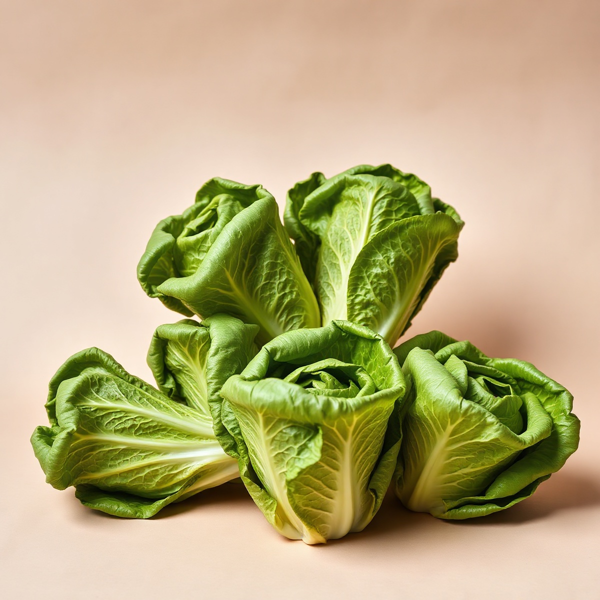 Salade laitue, lot de 6
